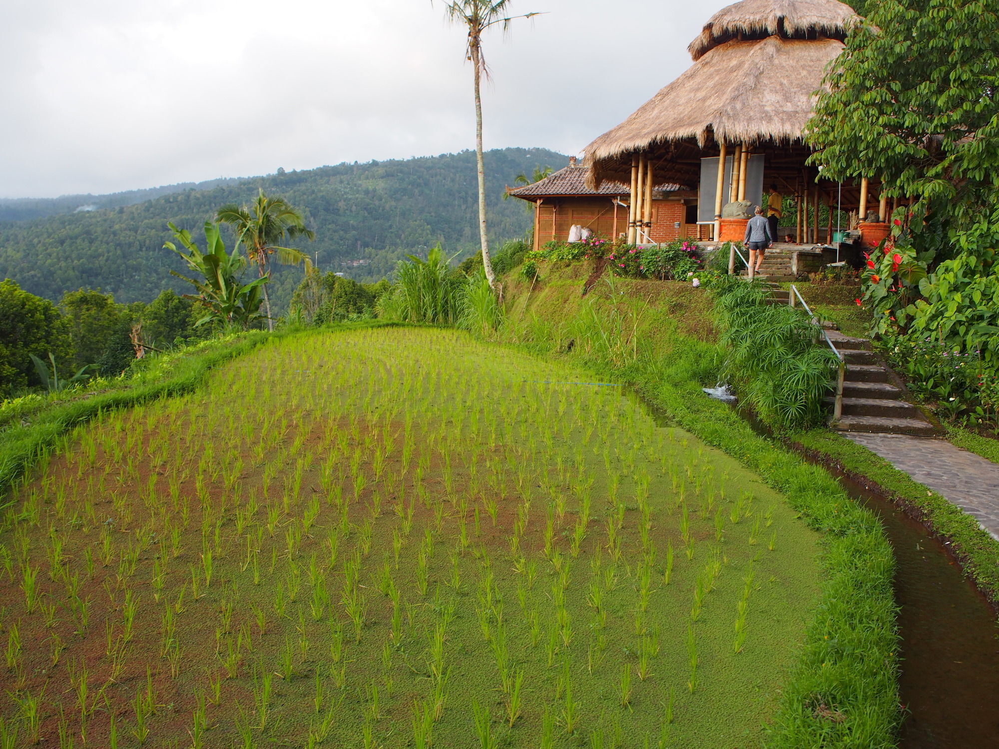 Puri Lumbung Cottages Gobleg  Esterno foto