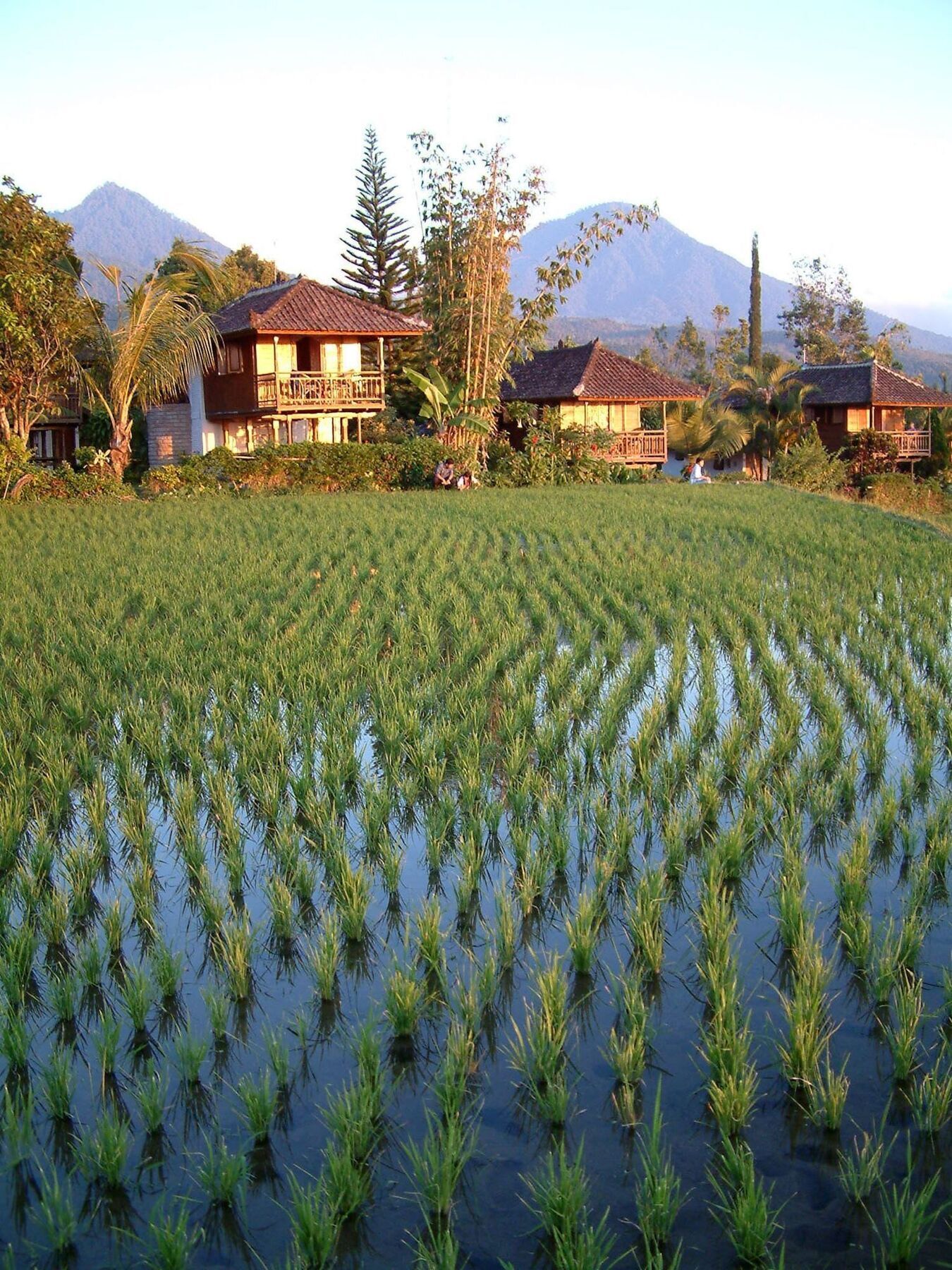 Puri Lumbung Cottages Gobleg  Esterno foto